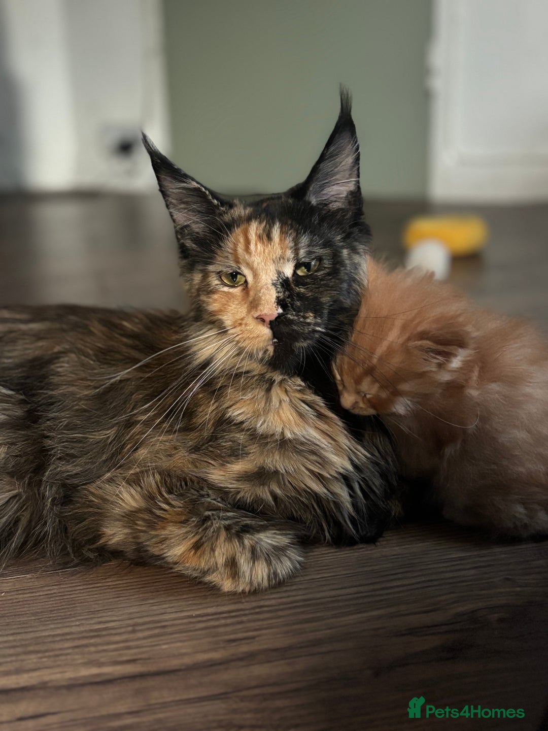 Maine Coon cats for sale: TICA registered, Blue Solid Maine Coon kittens - Image 11