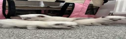Ragdoll cats for sale: Pure blue point ragdolls  - Advert 12