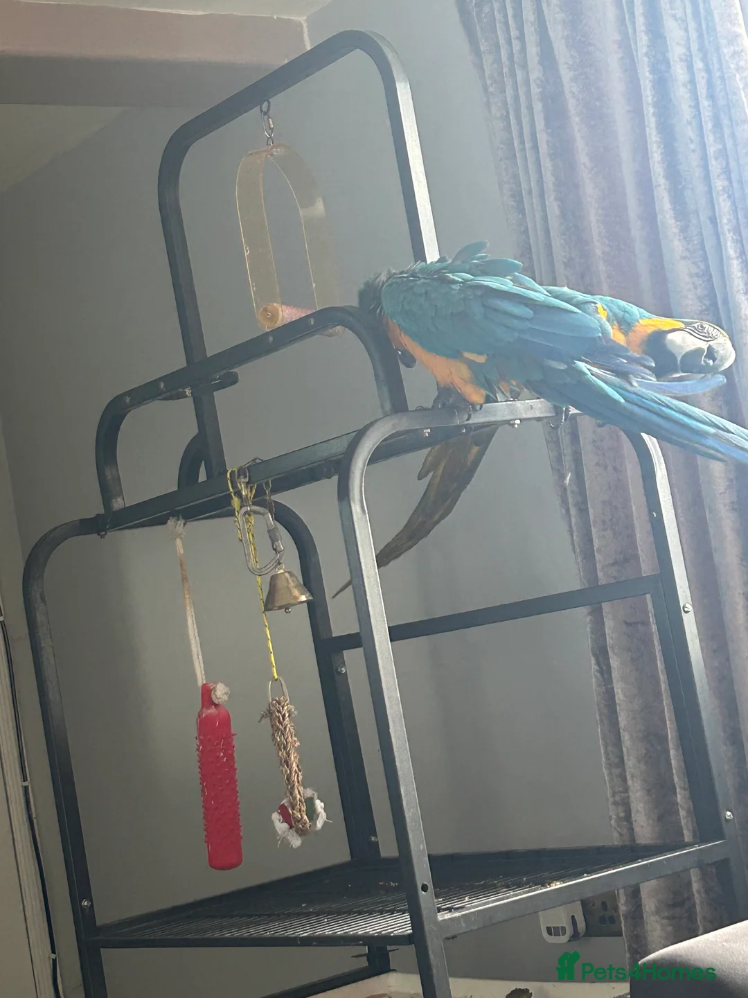 Macaws birds for sale: Macaws  - Advert 13