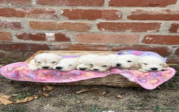 Golden Retriever dogs for sale: Old English cream golden retrievers  - Image 2