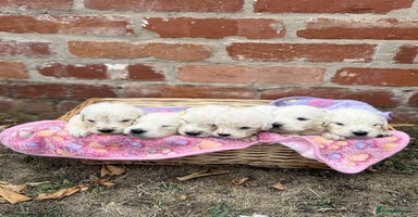 Golden Retriever dogs - Advert 7