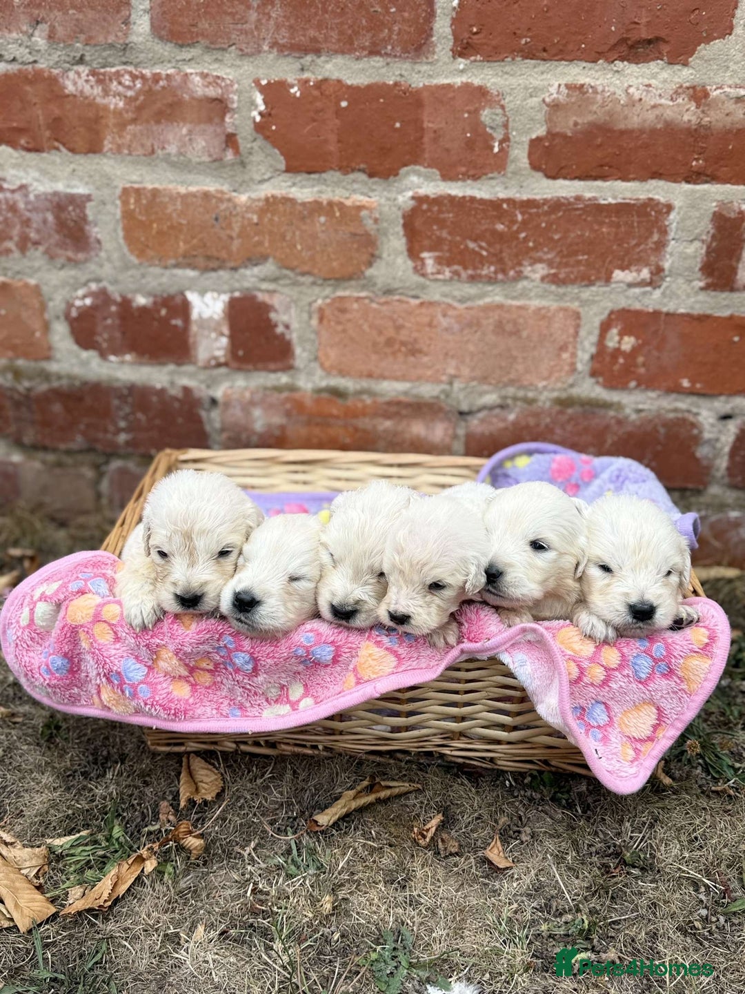 Golden Retriever dogs for sale: Old English cream golden retrievers  - Image 2