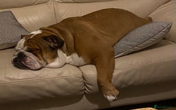 English Bulldog dogs for sale: English bulldog male - Image 3