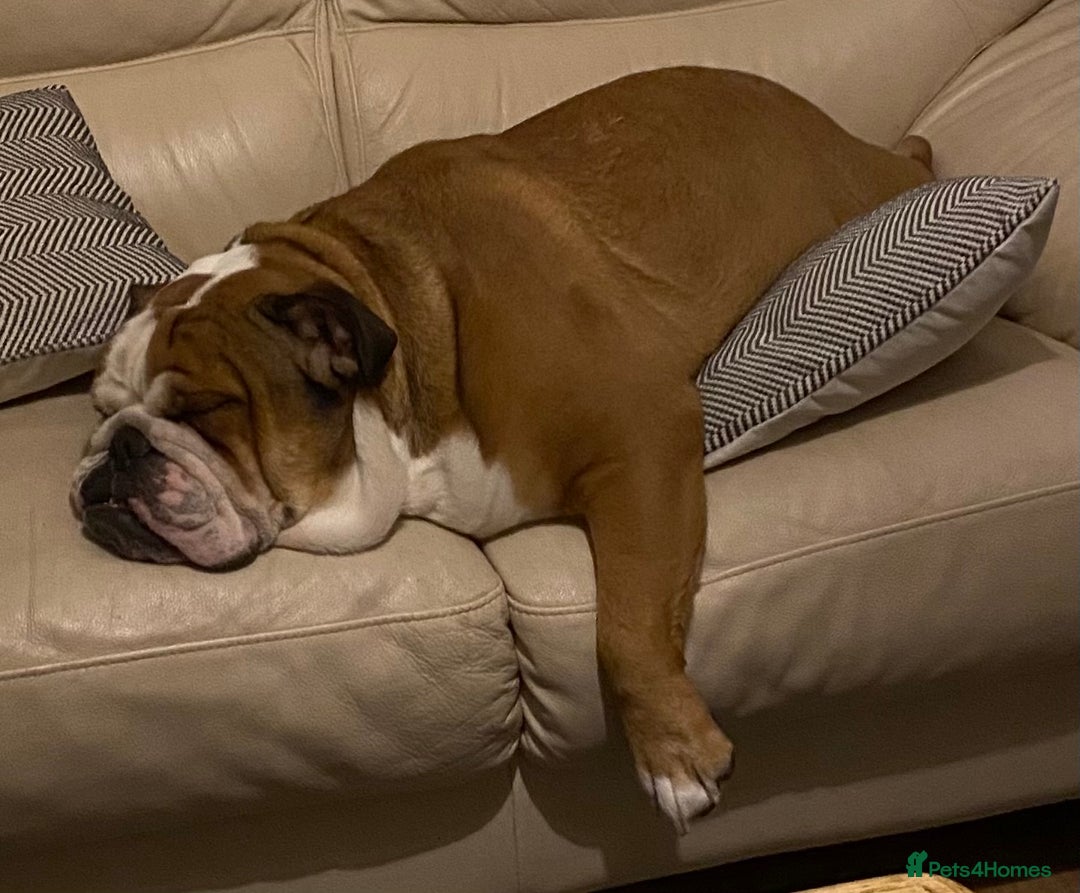 English Bulldog dogs for sale: English bulldog male - Image 3