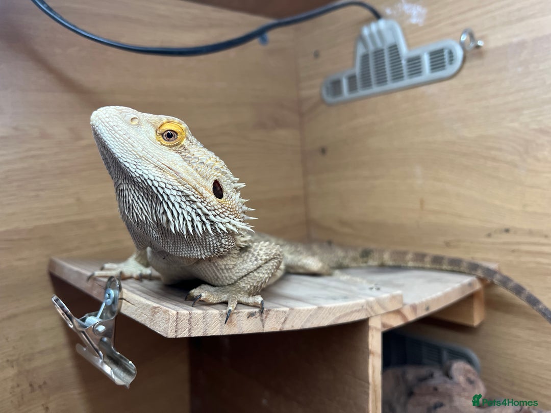 Bearded Dragon reptiles for sale: Beared dragon - Image 2
