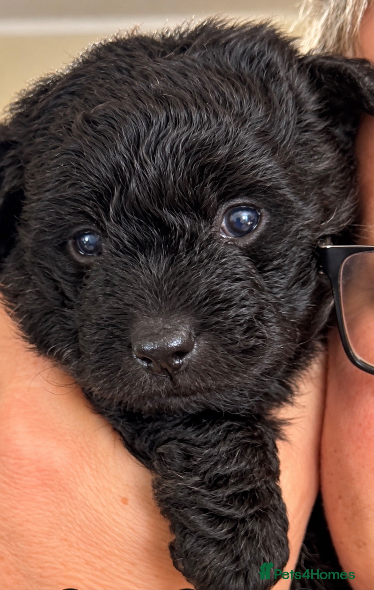 Jackapoo dogs 🐾 Beautiful F1B Jackapoo Boy – Home Reared - Advert 18