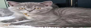 Allegra