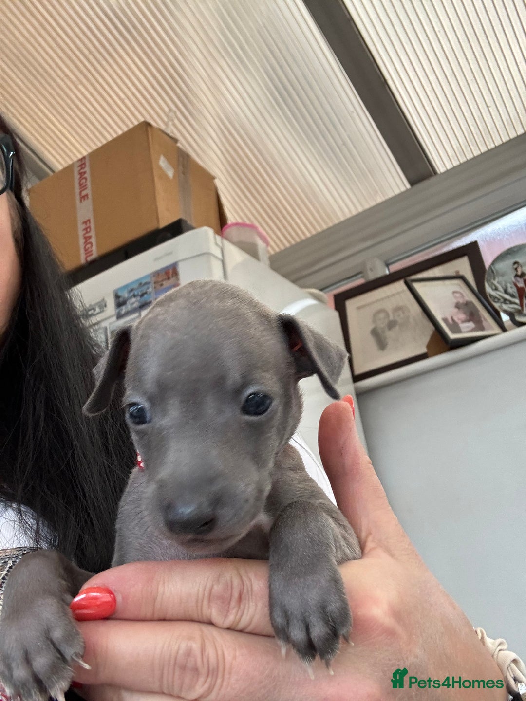 Italian Greyhound dogs for sale: Beautiful Italian Greyhound puppies - Image 8