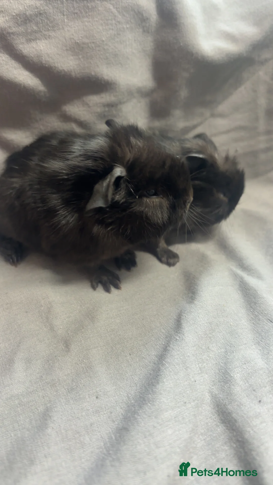 Guinea Pig rodents for sale: Girls ready now  - Advert 15