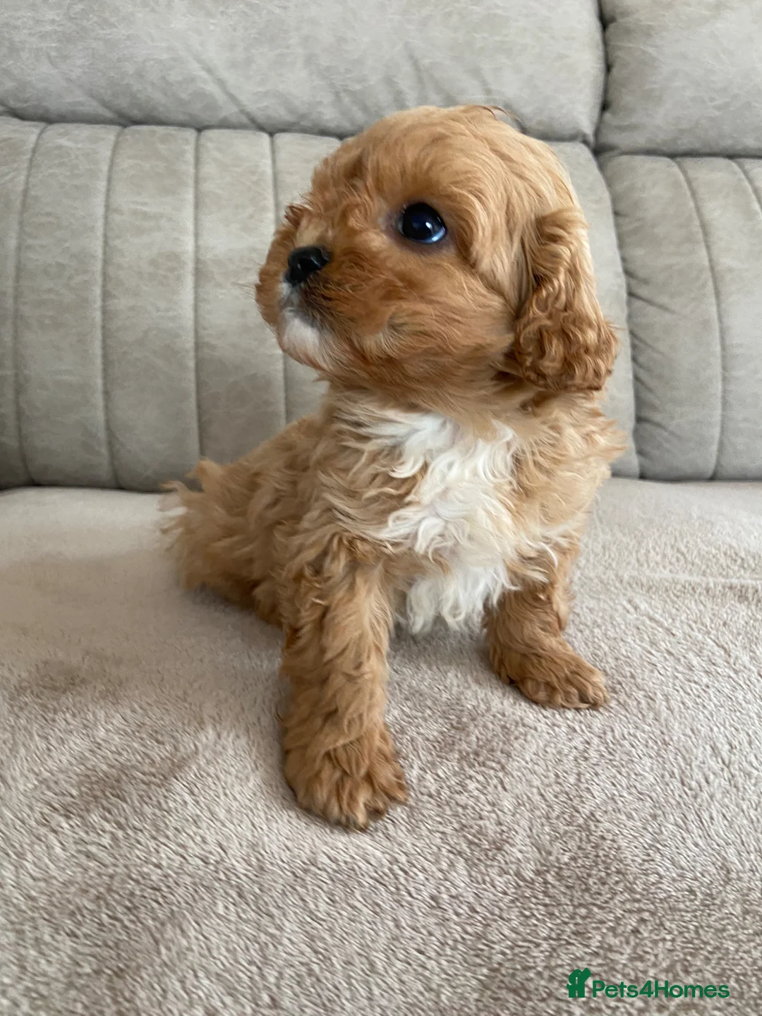 Cavapoo dogs for sale: F1 Cavapoo health tested  - Advert 1