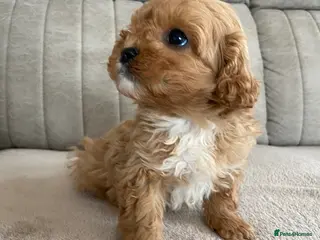 Cavapoo dogs F1 Cavapoo health tested - Advert 11