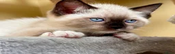 Ragdoll cats for sale: 💜 Beautiful Ragdoll Heritage Kittens 💜 - Advert 6