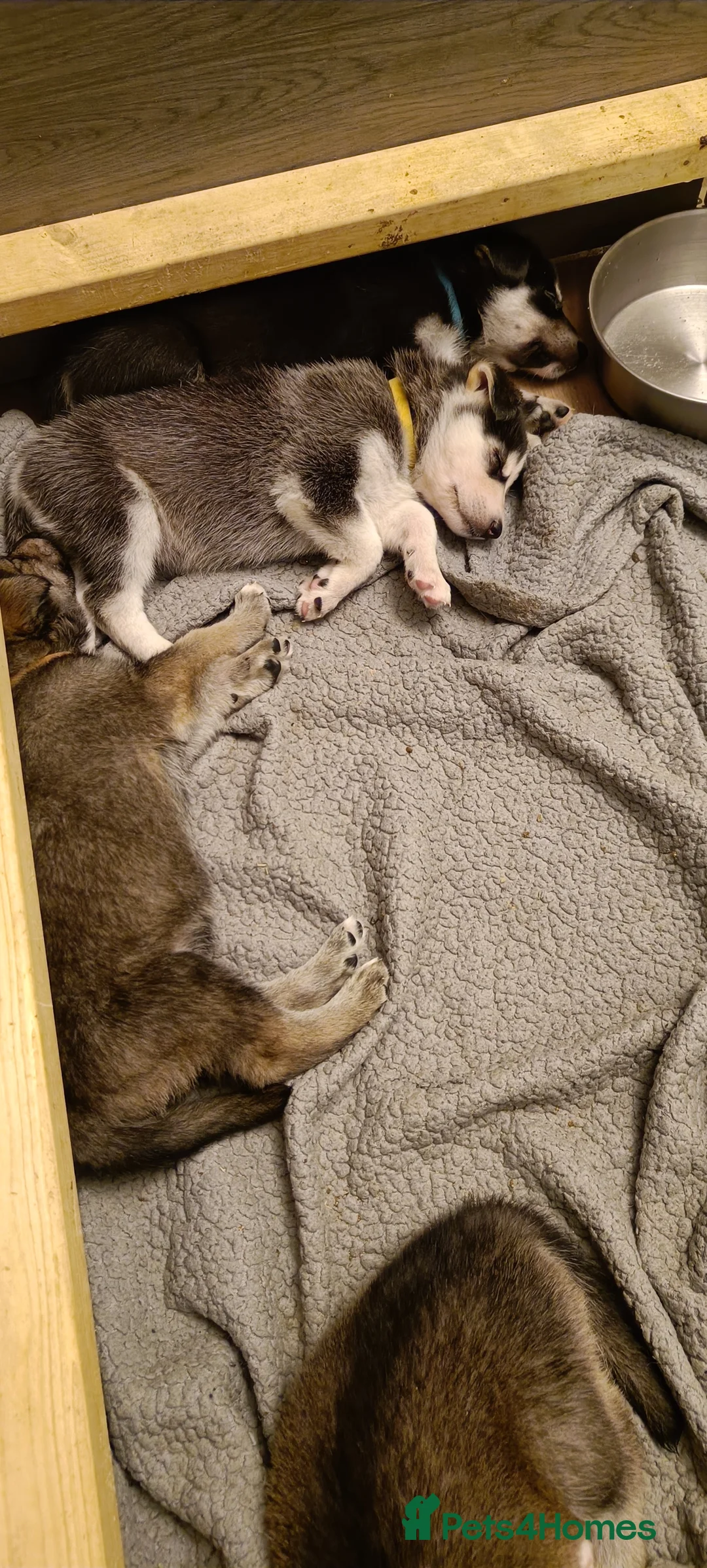 Shepsky dogs for sale: 9x Gorgeous Shepsky Puppies available 31/01 - Advert 12