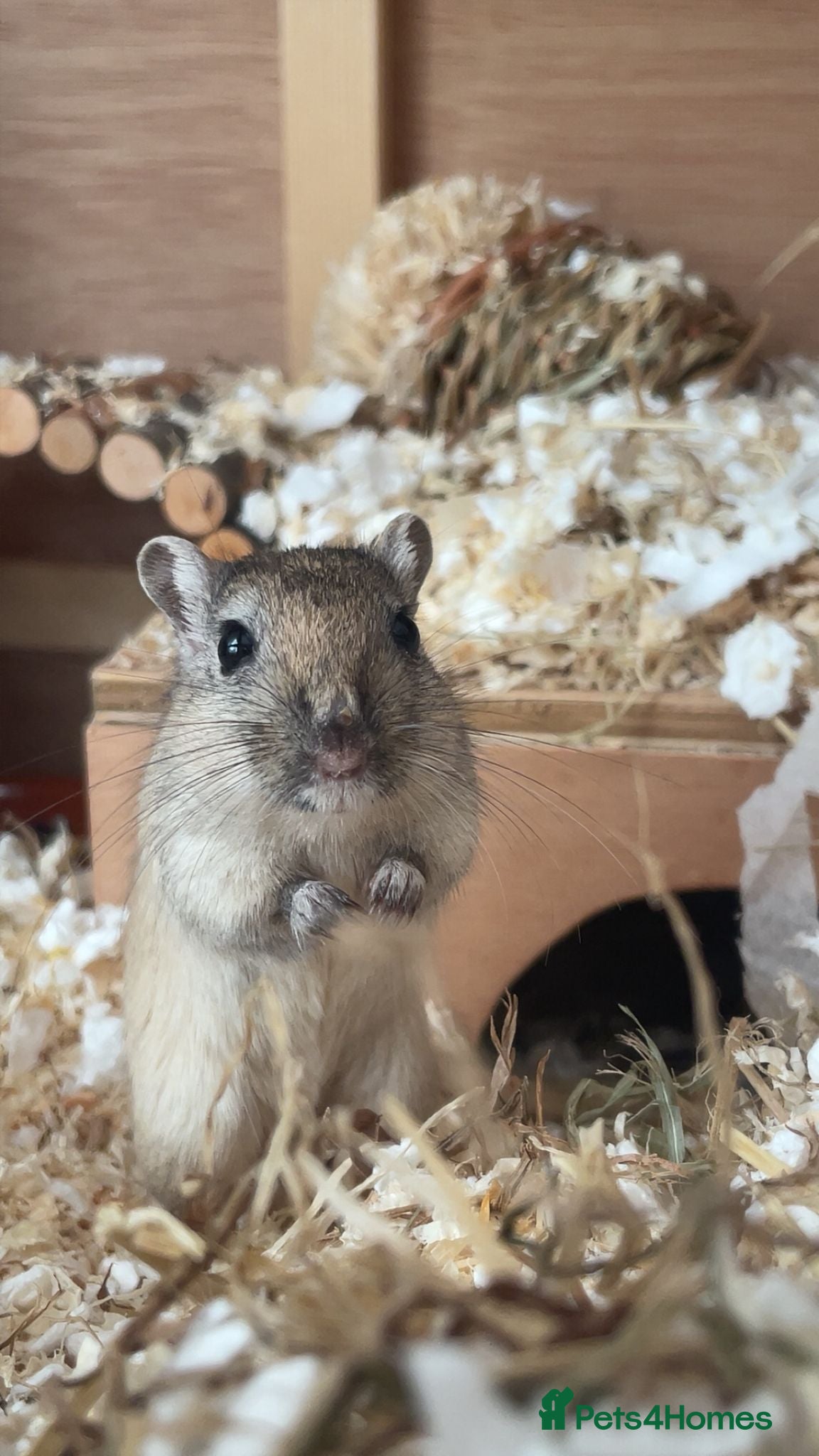 Gerbil rodents 2 Female Gerbils With Food, Cage, Accessories - Advert 3