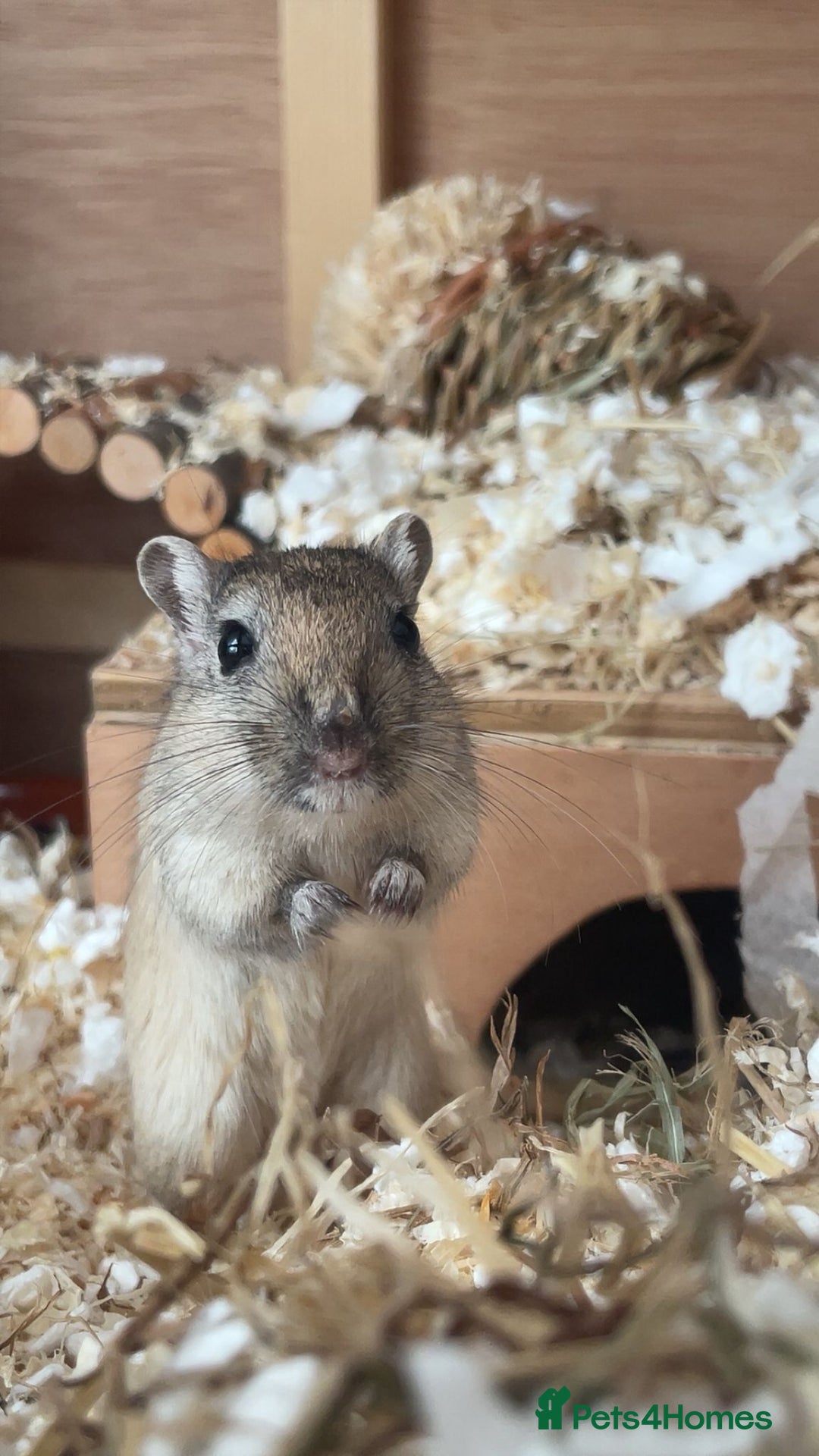 Gerbil rodents for sale: 2 Female Gerbils With Food, Cage, Accessories - Advert 1