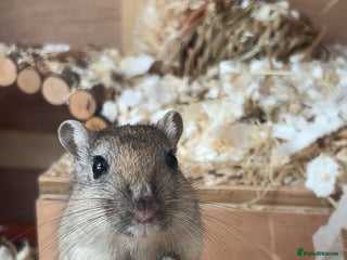 Gerbil rodents 2 Female Gerbils With Food, Cage, Accessories - Advert 1