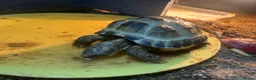 Tortoise reptiles for sale: Horsfield Tortoise  in Bury - Advert 3
