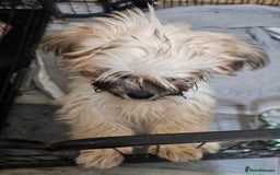 Zuchon dogs for sale: Male zuchon puppy 4mths - Image 5