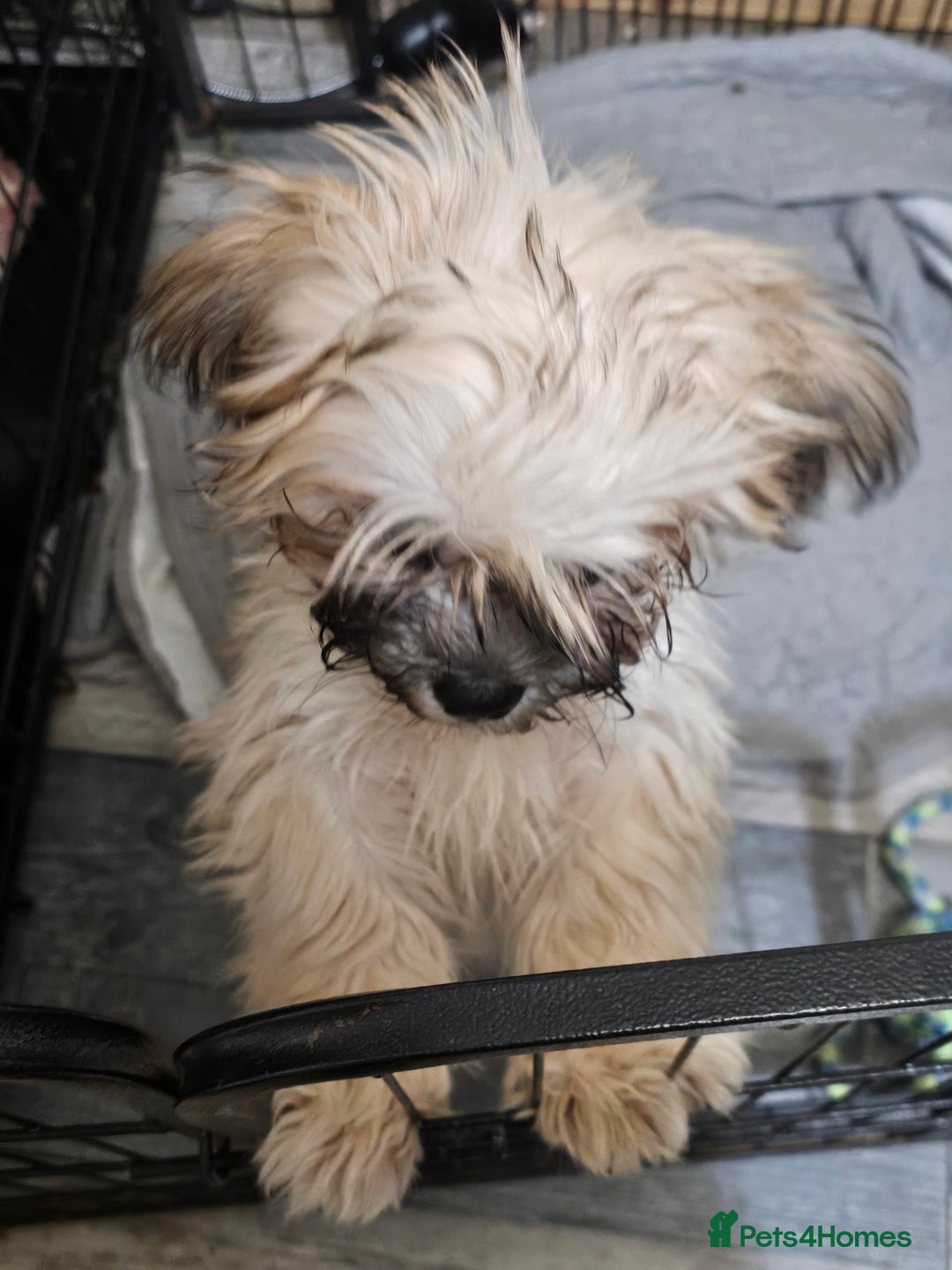 Zuchon dogs for sale: Male zuchon puppy 4mths - Image 5