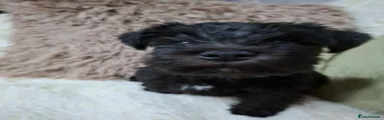 Miniature Schnauzer Puppy 1