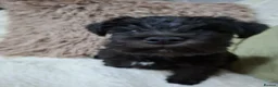 Miniature Schnauzer dogs for sale: Miniature schnauzer  - Advert 8