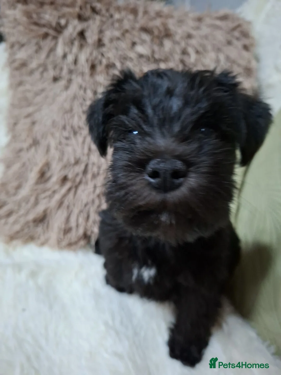 Miniature Schnauzer dogs for sale: Miniature schnauzer  - Advert 8