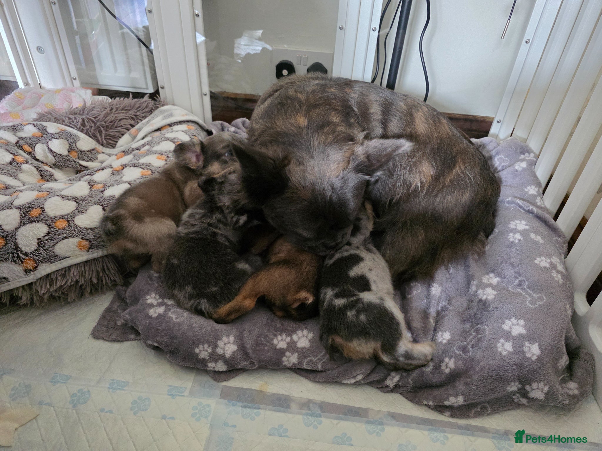 French Bulldog dogs Fluffy French Bulldogs - Advert 3