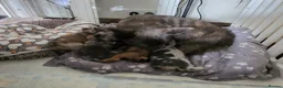 French Bulldog dogs for sale: Fluffy French Bulldogs - Advert 1