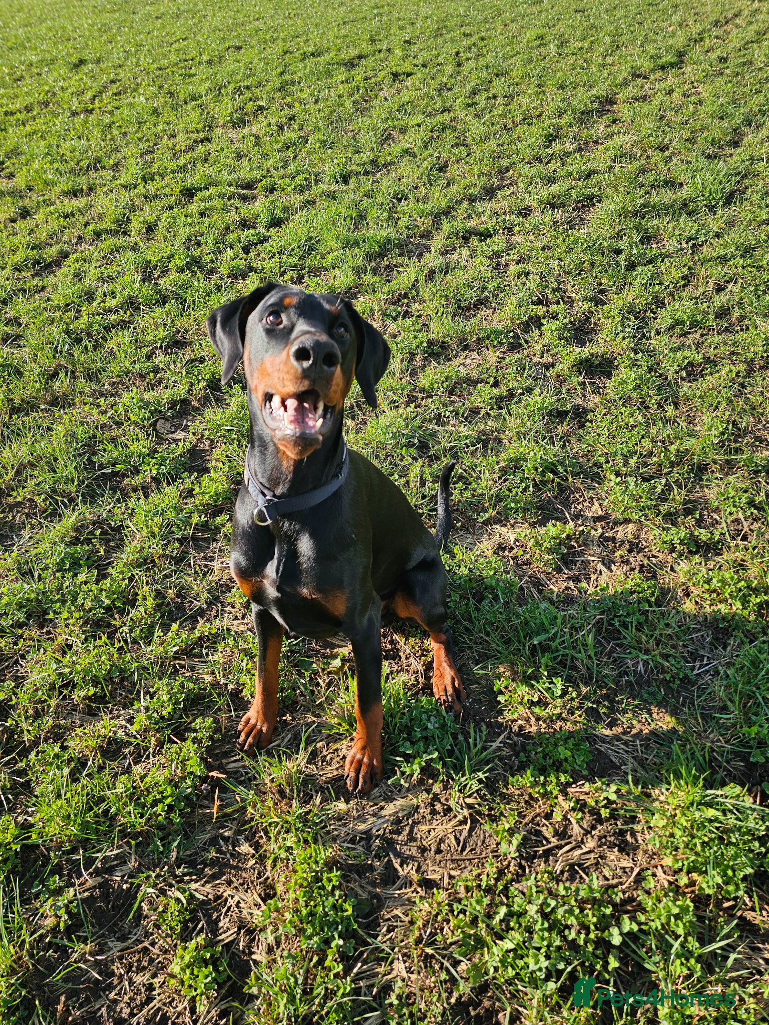 Dobermann dogs Beautiful boy - Advert 1