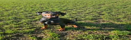 Dobermann dogs for sale: Beautiful boy in Pitlochry - Advert 1