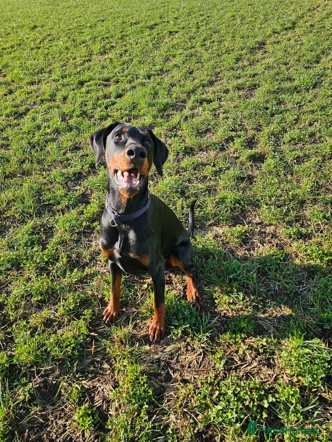 Dobermann dogs for sale: Beautiful boy in Pitlochry - Advert 1