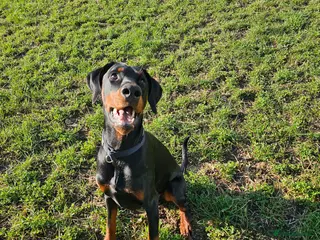 Dobermann dogs Beautiful boy - Advert 1