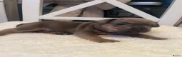 French Bulldog dogs for sale: 🐾💙 BEAUTIFUL FRENCH BULLDOG PUPPIES 💗🐾 - Advert 24