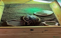 Tortoise reptiles for sale: Tortoise  - Image 5