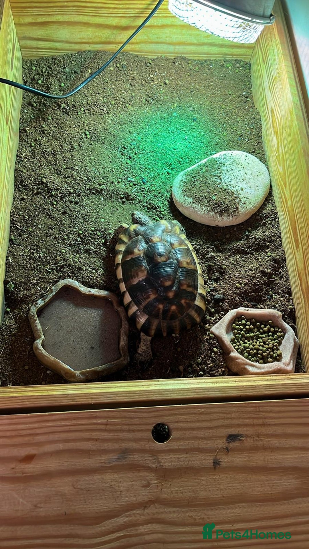 Tortoise reptiles for sale: Tortoise  - Image 5