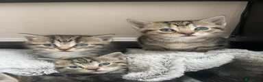 Tabby 