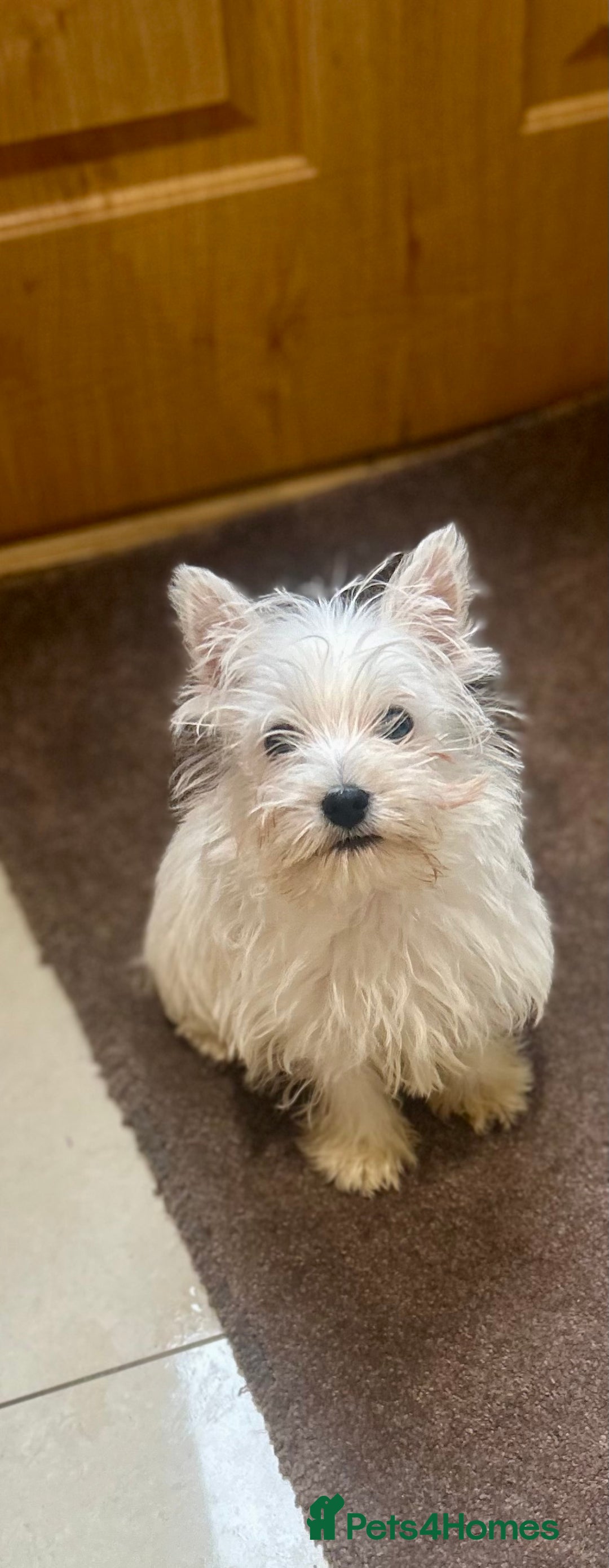 West Highland Terrier dogs for sale: 🐾💙Very Handsome Westie Boy Ready Now 💙🐾 - Advert 20