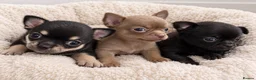 Chihuahua dogs for sale: TINY CHIHUAHUA PUPPIES - Advert 1