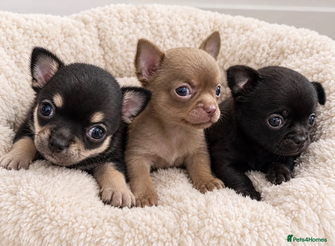 Chihuahua dogs for sale: TINY CHIHUAHUA PUPPIES - Advert 1