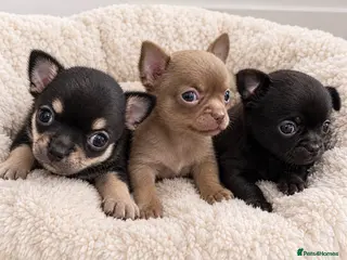 Chihuahua dogs TINY CHIHUAHUA PUPPIES - Advert 8