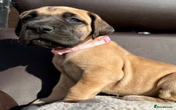 Great Dane dogs for sale: Beautiful fawn Great Dane puppies  - Image 7