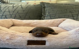 Dachshund dogs for sale: Beautiful Dachshund  - Image 14