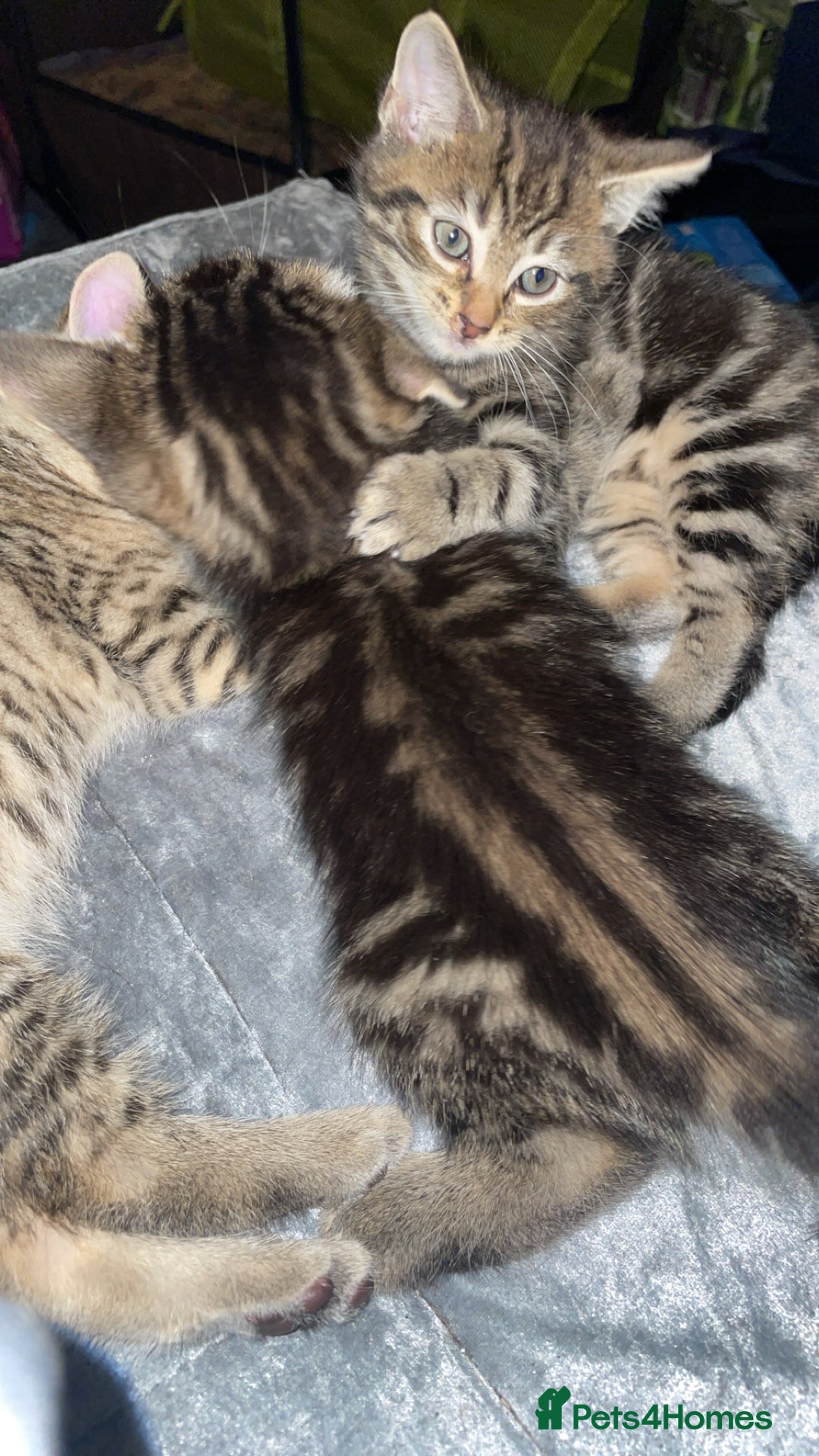 Mixed Breed cats for sale: Kittens For Sale  - Advert 5