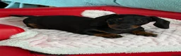 Dachshund dogs for sale: Miniature Smooth Dachshund  - Advert 6