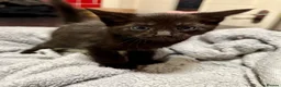 Mixed Breed cats for sale: Bengal x Maine coon kittens - Advert 8