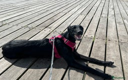 Lurcher dogs for sale: Four-year-old lurcher for sale - Image 16