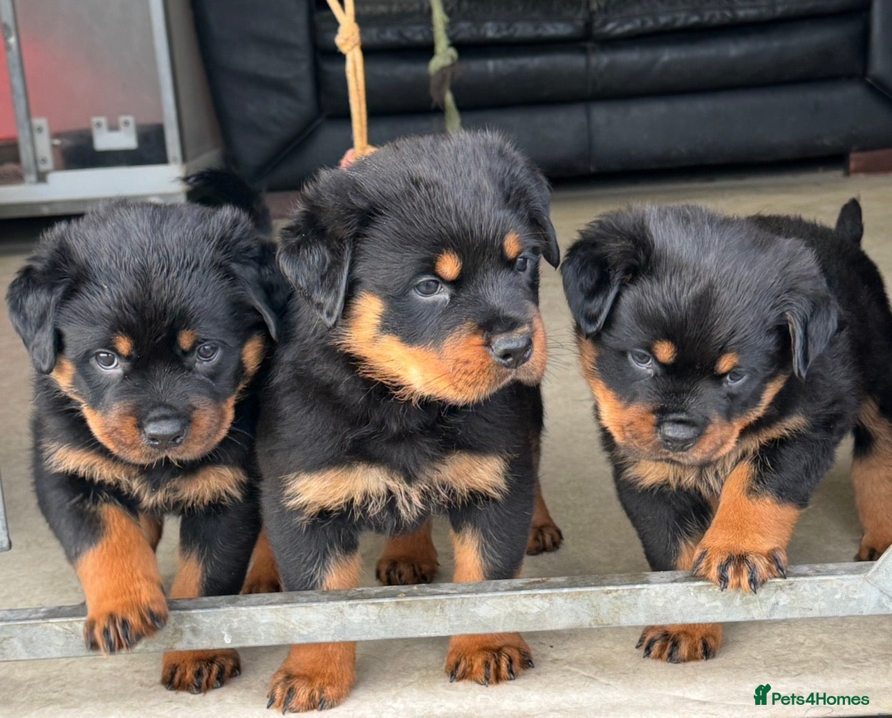 Rottweiler dogs Gorgeous Rottweiler puppies  - Advert 2