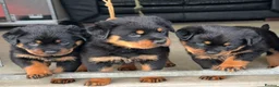 Rottweiler dogs for sale: Gorgeous Rottweiler puppies  - Advert 1