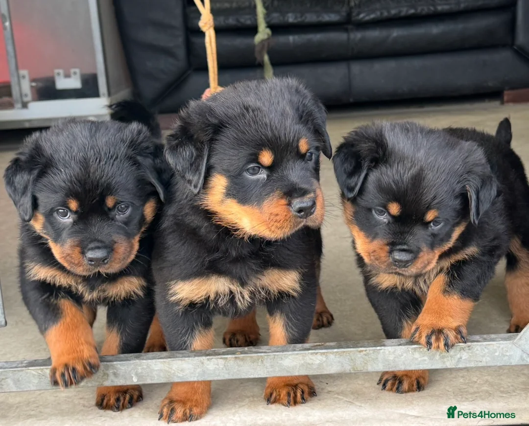 Rottweiler dogs for sale: Gorgeous Rottweiler puppies  - Advert 1