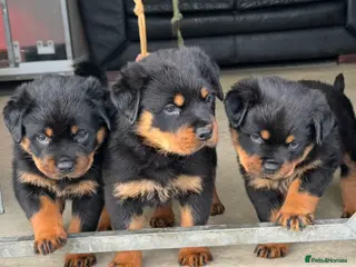 Rottweiler dogs Gorgeous Rottweiler puppies - Advert 2